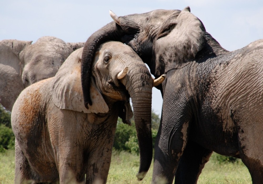 Tarangire National Park