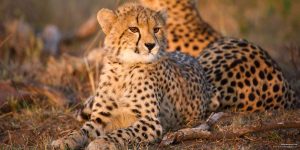 4 Days Kruger Park Safari with Panorama Route in South Africa