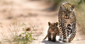 7 Day Wildlife Safari from Kruger Park and Durban