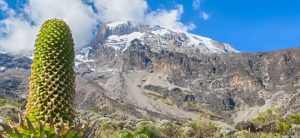 8 Days Kilimanjaro Climbing The Lemosho Route