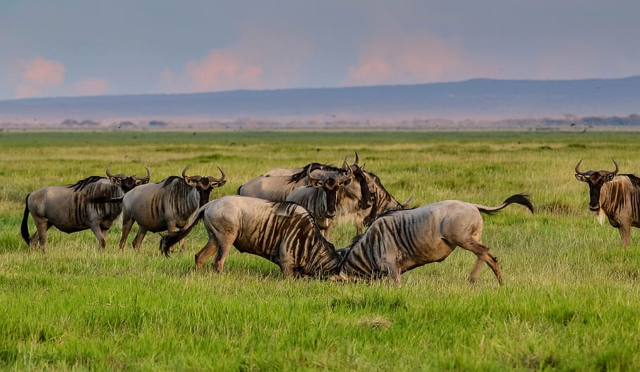 3 Days Serengeti and Ngorongoro Crater