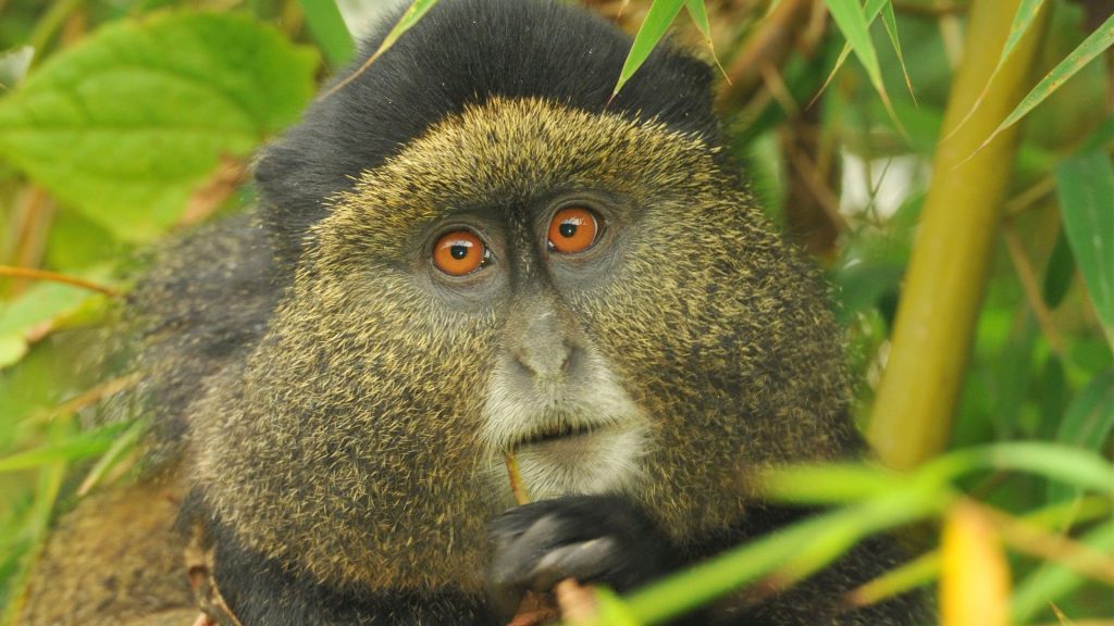 4 Days Gorilla Trekking and Golden Monkey Rwanda Safari