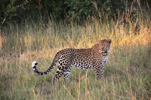 3 Days Tremisana/Treehouse Kruger Park Safari