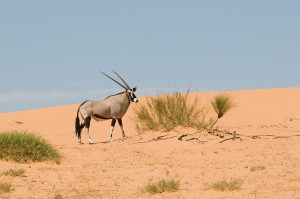 6 Day Namibia Safari - Wildlife, Dunes, and the Sea