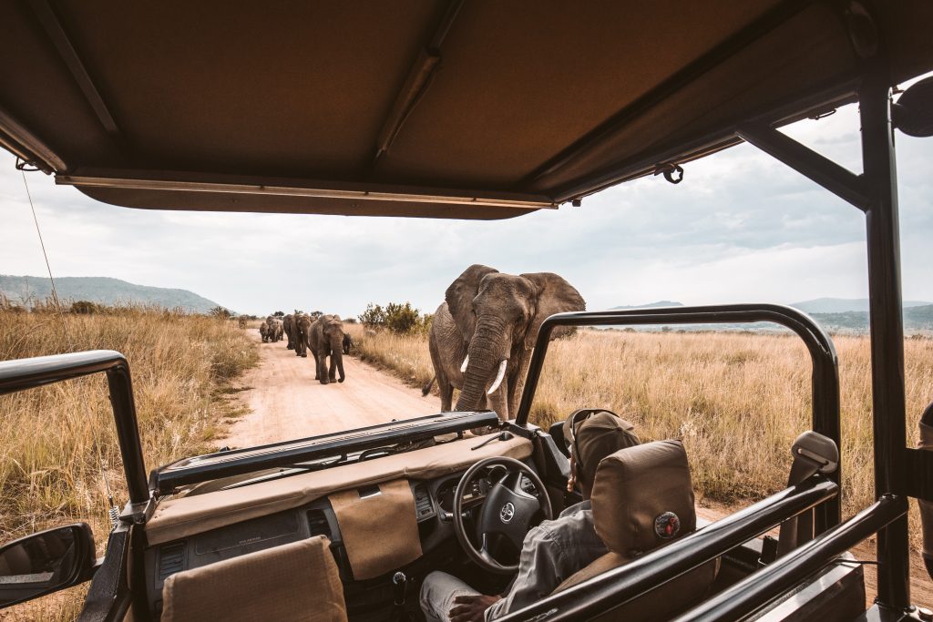 South Africa Safari Kruger