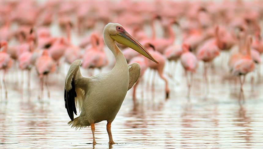 4 Days Safari Lake Manyara, Serengeti & Ngorongoro Crater