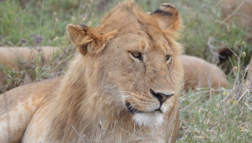 5 Days Safari Tarangire, Serengeti & Ngorongoro crater