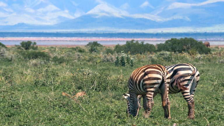 Two-zebra-at-Lake-Manyara-Arusha-Tanzania
