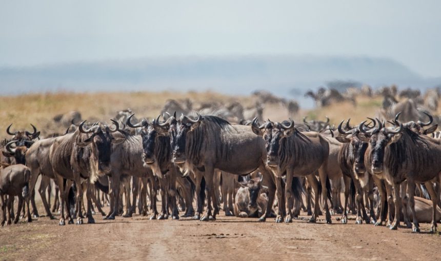 3 NIGHTS/2 DAYS SAFARI AND CULTURAL EXPERIENCE – TARANGIRE  PARK/NGORONGORO CRATER/LAKE EYASI (HADZABE)