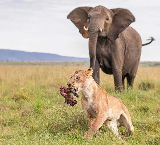 6 DAYS / 5 NIGHTS THE BIG FIVE EXPERIENCE -TARANGIRE NATIONAL  PARK/LAKE MANYARA/SERENGETI NATIONAL PARK/NGORONGORO CRATER – SAFAR