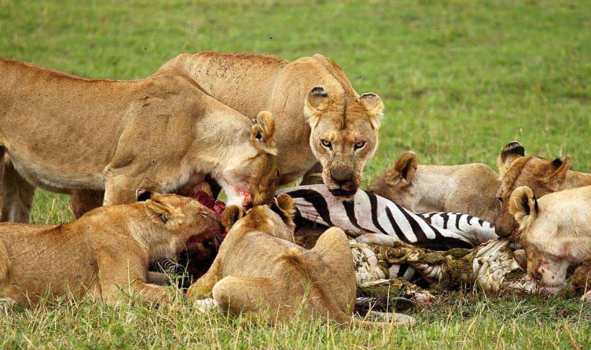 2 DAYS SAFARI LAKE MANYARA OR TARANGIRE PARK / NGORONGORO  CRATER FOR 2 DAYS