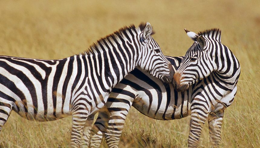 3 Days Tanzania Safari Tarangire, Ngorongoro crater, and Lake Manyara