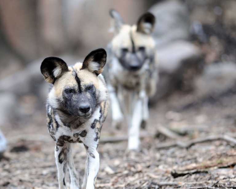 wild dog ruaha