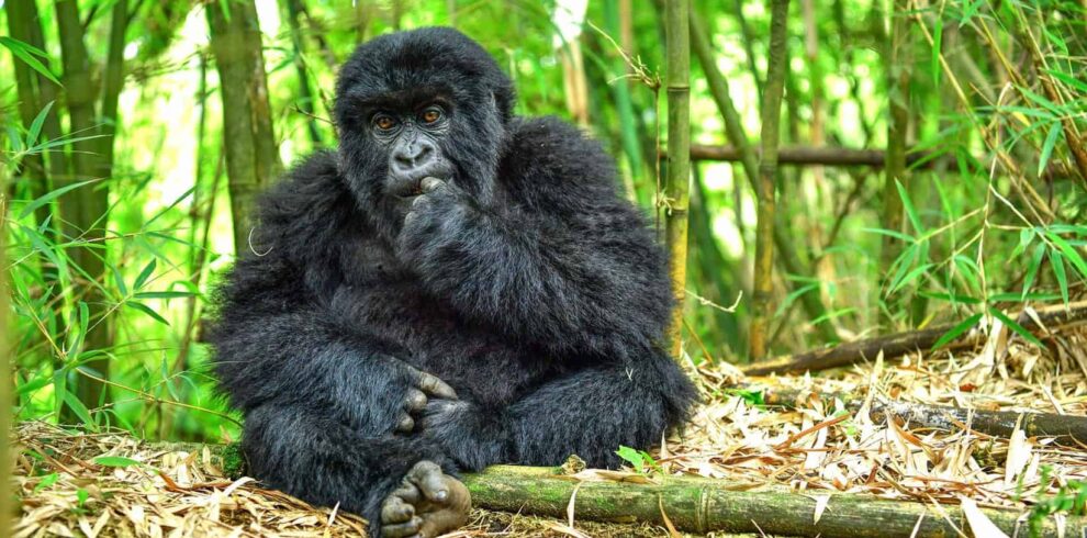 young-mountain-gorilla-eating-volcanoes-national-park-rwanda