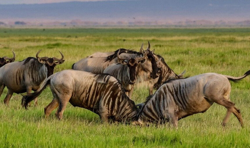 7 DAYS: Budget Camping / Lodge Safari in Masai Mara, Nakuru, and Amboseli.