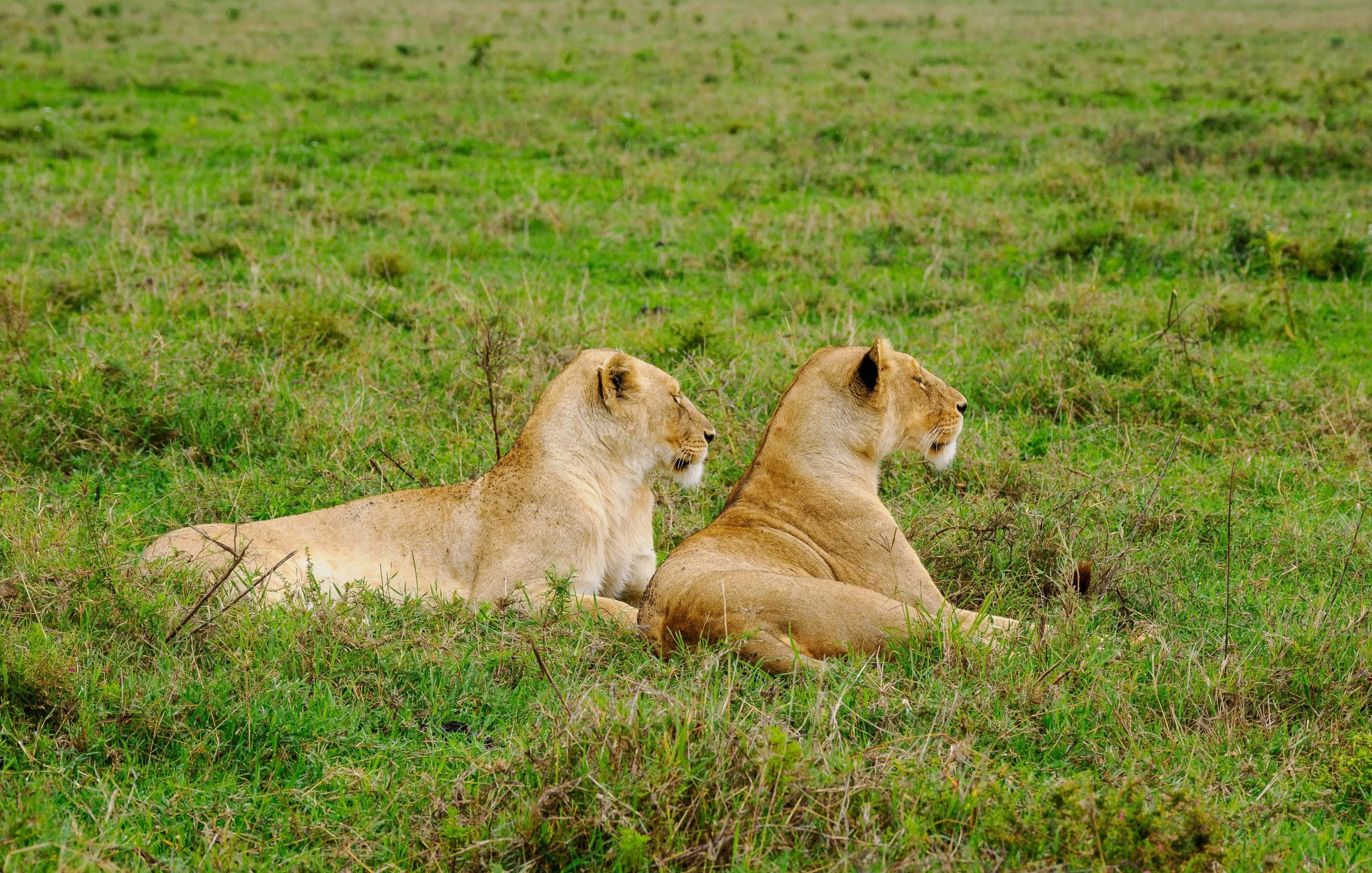 Ngorongoro-Conservation-Area-Tanzania-Book-best-Kenya-safaris-Tanzania-safaris-and-Africa-safari-holidays-with-Africa-Kenya-Safaris-87-scaled