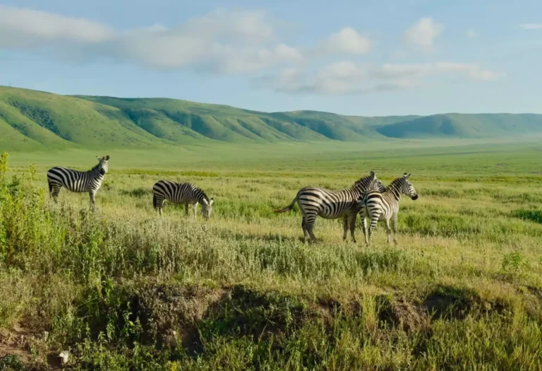 Nyerere National Park - Left Image-1