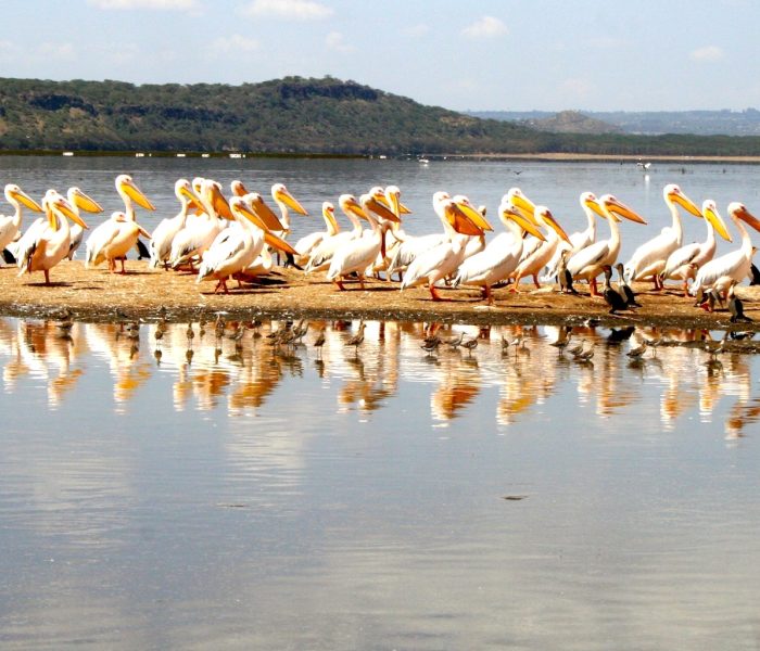 LAKE NAIVASHA & LAKE NAKURU