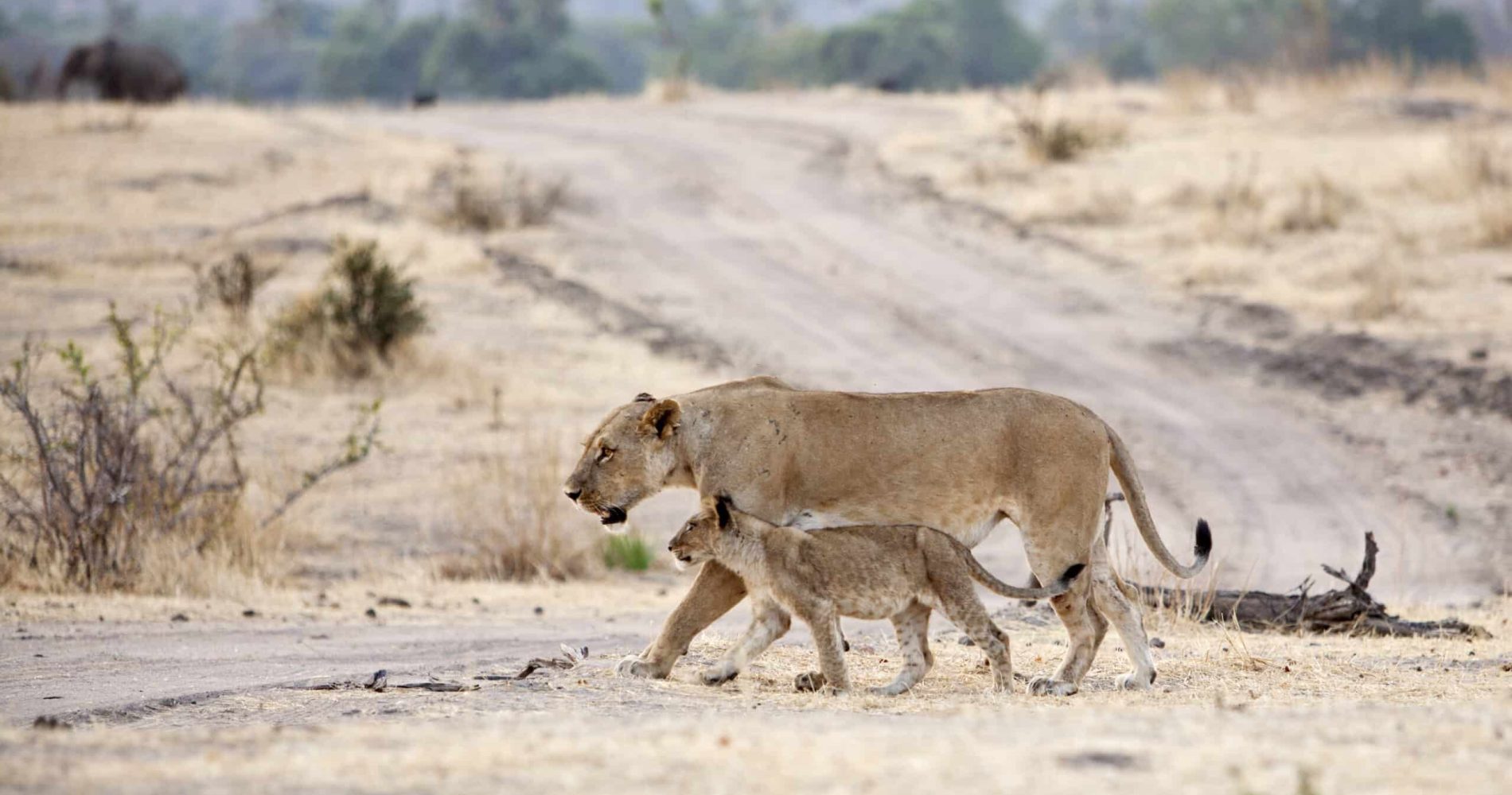 "Lioness with cub crossing the road in Ruaha, Tanzania. on their way to water after having filled their stocks with a dead elephant calf.See also my LB:"