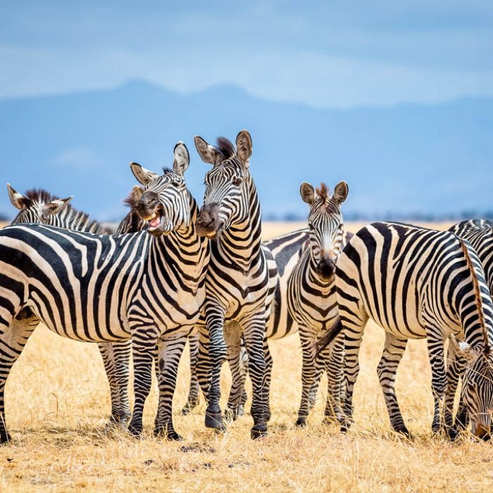 Group of zebras in Tarangire National Park / Tanzania.