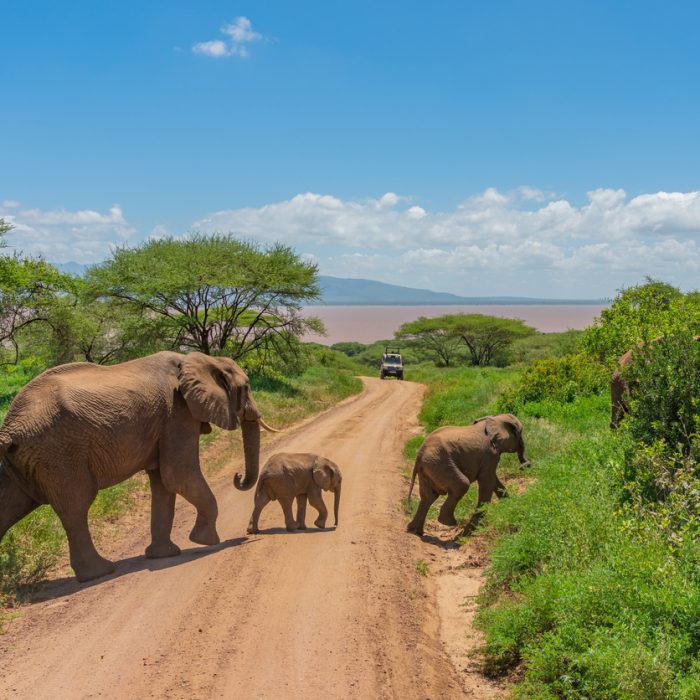 African bush elephants (Loxodonta Africana) with here baby walking through a road in the Tarangire National Park, Tanzania.
